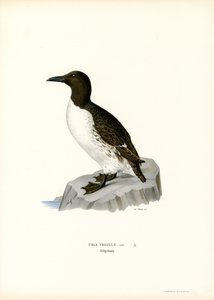 Guillemot (litografia a colori) da Magnus Ferdinand and Wilhelm von Wright