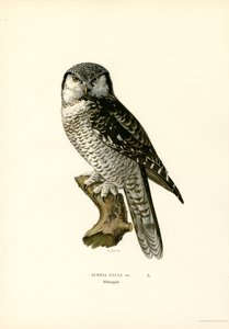 Civetta capogrosso da Magnus Ferdinand and Wilhelm von Wright