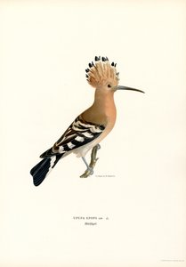 Upupa