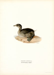 Svasso cornuto da Magnus Ferdinand and Wilhelm von Wright