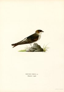 Rondine da Magnus Ferdinand and Wilhelm von Wright