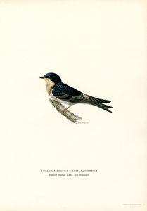 Rondine comune da Magnus Ferdinand and Wilhelm von Wright