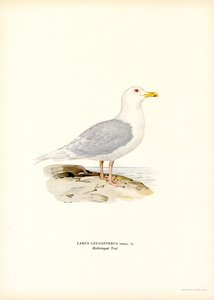 Gabbiano islandese