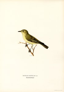 Canapino