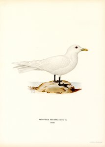 Gabbiano Avorio da Magnus Ferdinand and Wilhelm von Wright