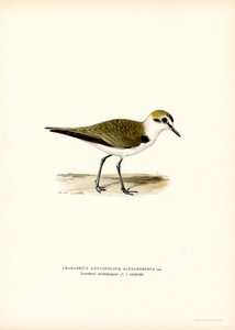 Fratino