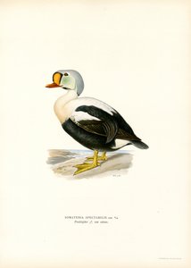 Edredone reale da Magnus Ferdinand and Wilhelm von Wright