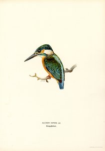 Martin pescatore da Magnus Ferdinand and Wilhelm von Wright