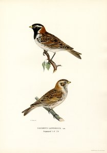 Zigolo delle nevi da Magnus Ferdinand and Wilhelm von Wright