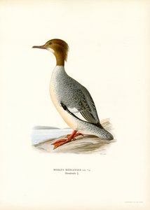 Smergo maggiore da Magnus Ferdinand and Wilhelm von Wright
