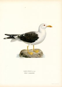 Gabbiano Zafferano da Magnus Ferdinand and Wilhelm von Wright