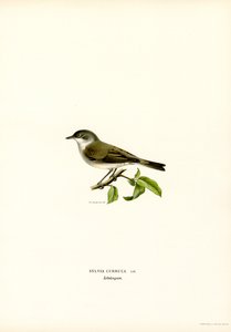 Sterpazzolina da Magnus Ferdinand and Wilhelm von Wright