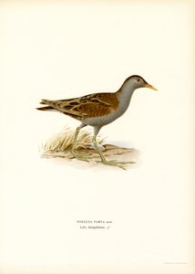 Schiribilla da Magnus Ferdinand and Wilhelm von Wright