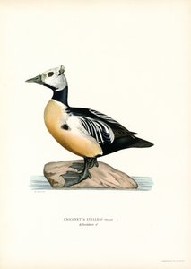 Edredone minore