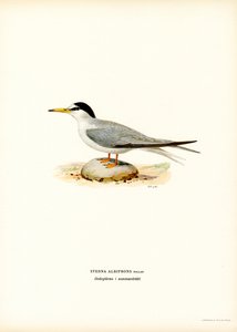 Sterna minore da Magnus Ferdinand and Wilhelm von Wright