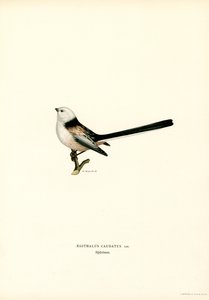 Codibugnolo