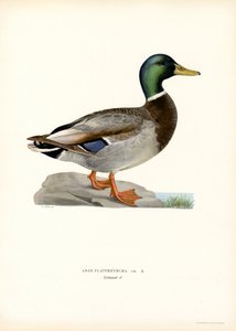 Germano reale