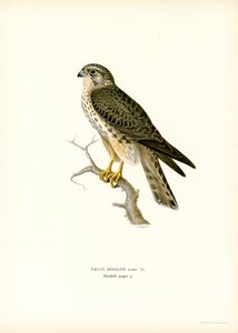 Smeriglio da Magnus Ferdinand and Wilhelm von Wright