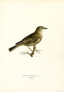 Tordela
