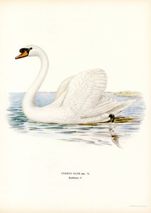 Cigno reale da Magnus Ferdinand and Wilhelm von Wright