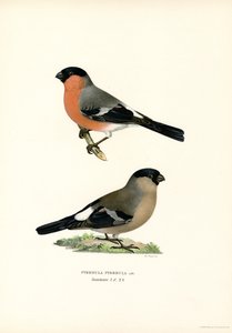 Ciuffolotto eurasiatico da Magnus Ferdinand and Wilhelm von Wright