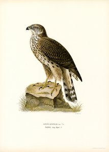 Astore eurasiatico da Magnus Ferdinand and Wilhelm von Wright