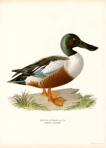 Mestolone del nord da Magnus Ferdinand and Wilhelm von Wright