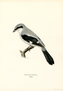 Averla maggiore