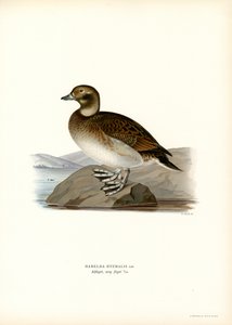 Anatra Oldsquaw