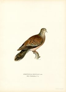Tortora orientale da Magnus Ferdinand and Wilhelm von Wright