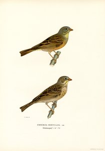 Ortolano da Magnus Ferdinand and Wilhelm von Wright
