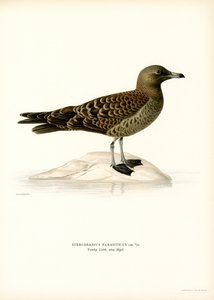 Stercorario maggiore