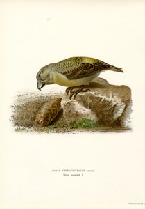 Crociere pappagallo