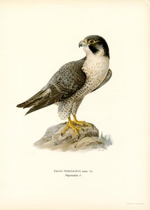 Falco pellegrino