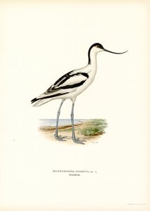 Avocetta da Magnus Ferdinand and Wilhelm von Wright