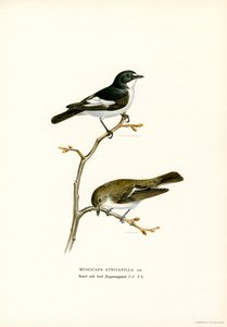 Balia nera