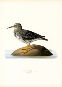 Piovanello violetto da Magnus Ferdinand and Wilhelm von Wright