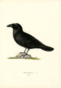 Corvo