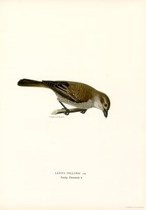Averla maggiore