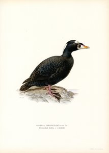 Orchetto beccorosso