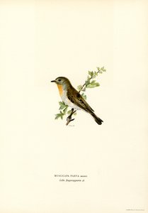 Pigliamosche petto rosso da Magnus Ferdinand and Wilhelm von Wright
