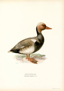 Fistione turco da Magnus Ferdinand and Wilhelm von Wright