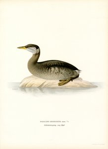 Svasso collorosso da Magnus Ferdinand and Wilhelm von Wright