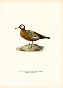 Falco di mare da Magnus Ferdinand and Wilhelm von Wright