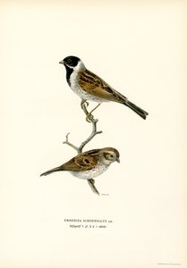 Zigolo di canna da Magnus Ferdinand and Wilhelm von Wright
