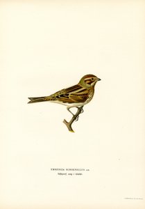 Emberiza schoeniclus