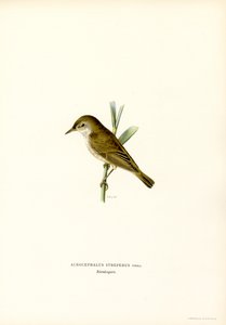 Cannaiola