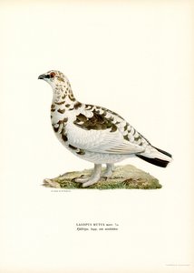 Pernice bianca