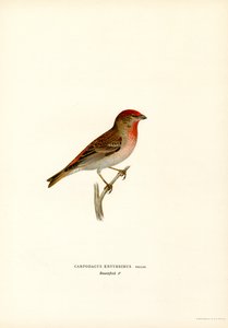 Carpodaco da Magnus Ferdinand and Wilhelm von Wright