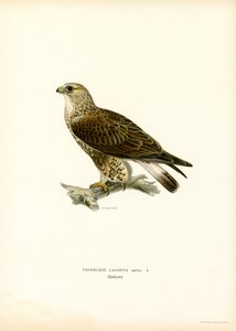 Poiana calzata da Magnus Ferdinand and Wilhelm von Wright